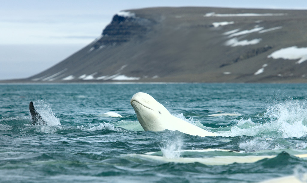 Belugas_CunninghamInlet-Arctic-courtesy-ArcticWatch