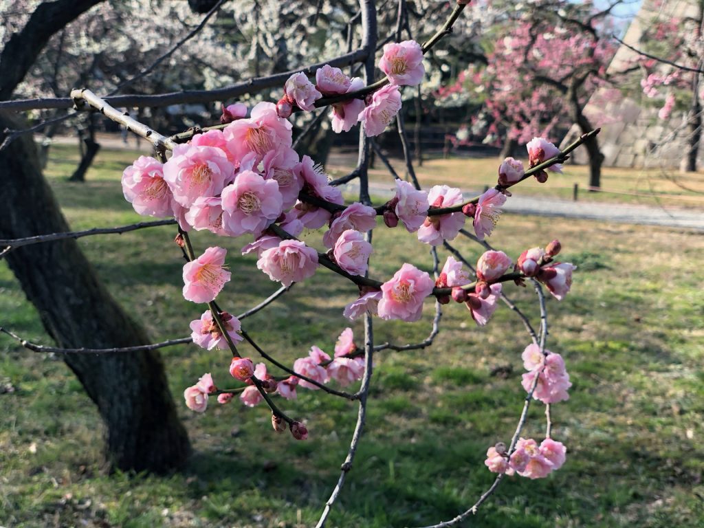 Cherry blossoms up close, Japan_CVO
