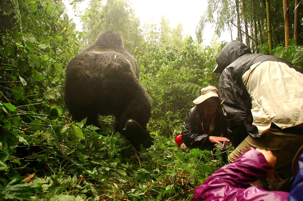 Rwanda Gorilla trek image002