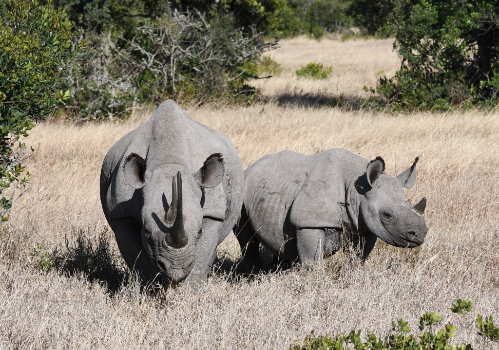 8. Ol Pejeta is the largest black rhino sanctuary in east Africa
