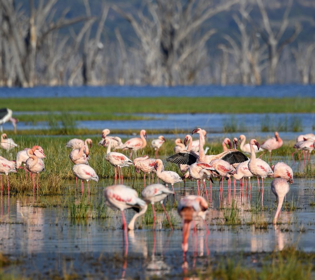 1. Lake Nakuru is home to more than a million flamingos