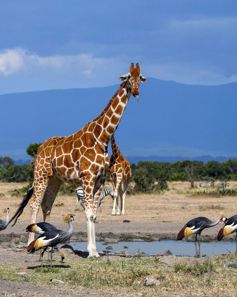 2. Reticulated giraffe flashes his dark tongue at the water hole