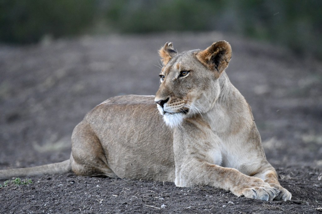 7. Lovely lone lioness lounging at dusk