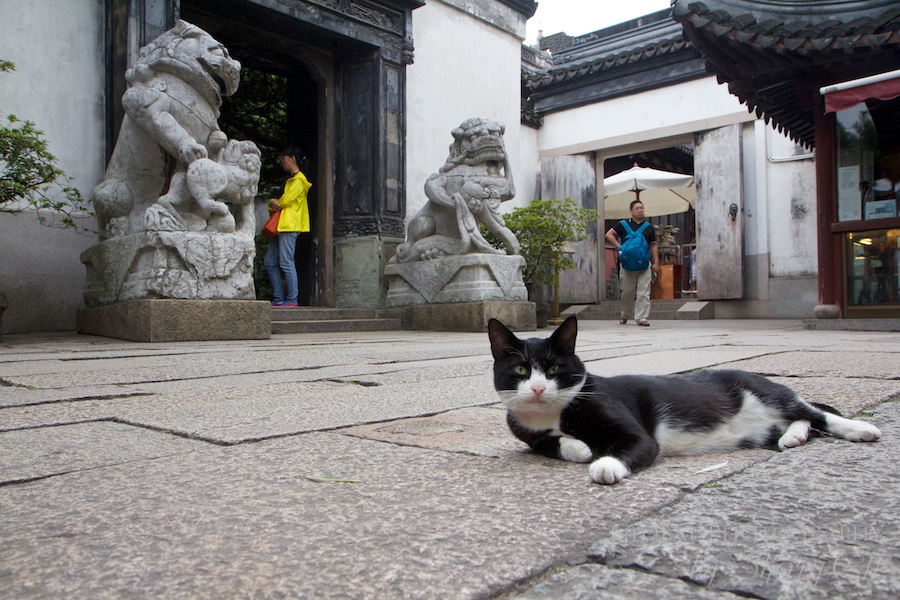 And of course don’t forget the 5th pillar of a Chinese Garden…the garden cat