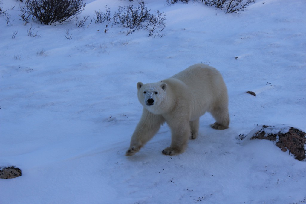  A majestic polar bear, spotted on our Tauck expedition.