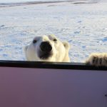 Peek-a-boo polar bear