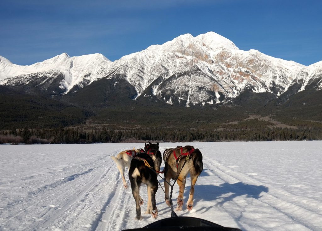 Dog Sledding on Collette's Canada's Winter Wonderland