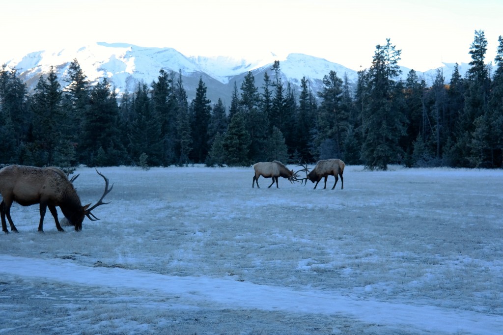 Elk Collette's Canada's Winter Wonderland
