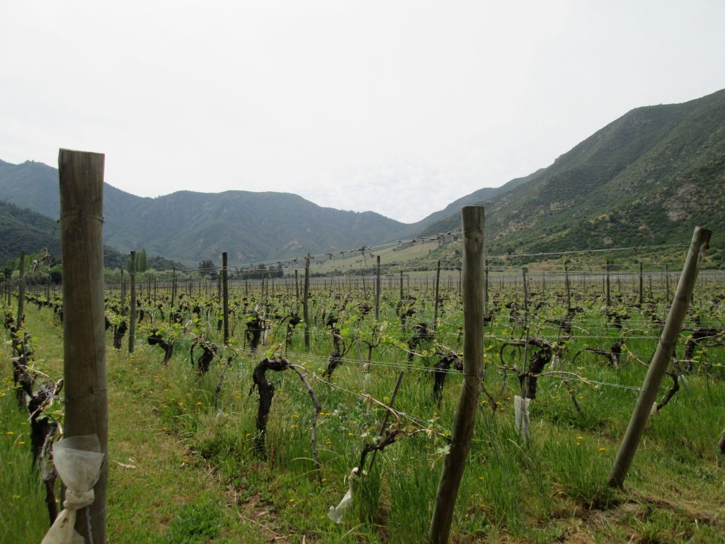Old Vines at Neyen Winery