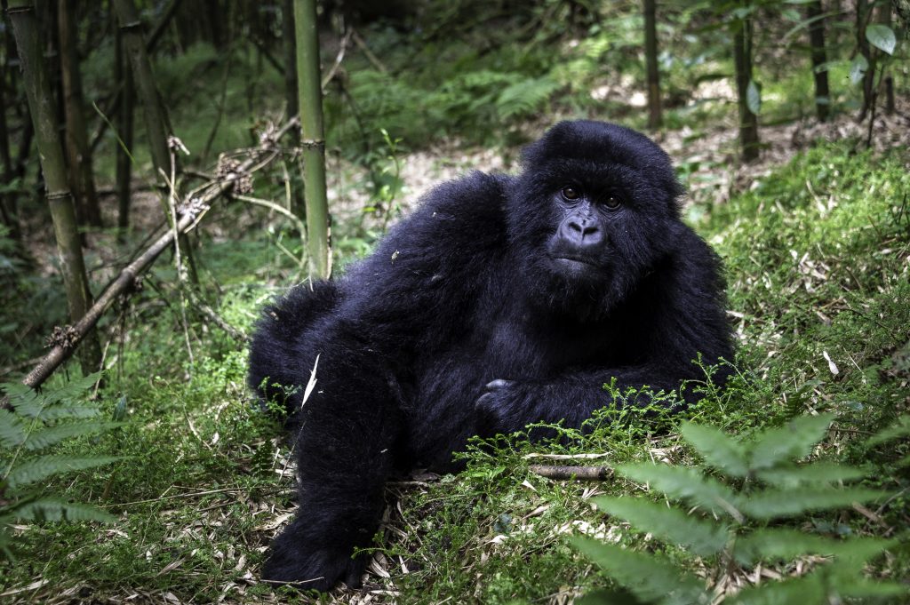 Rwanda-245_BisateLodge_WildernessSafaris_DanaAllen