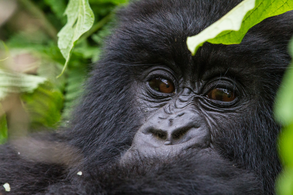 Rwanda_MtnGorilla-2_WildernessSafaris_CCulbert