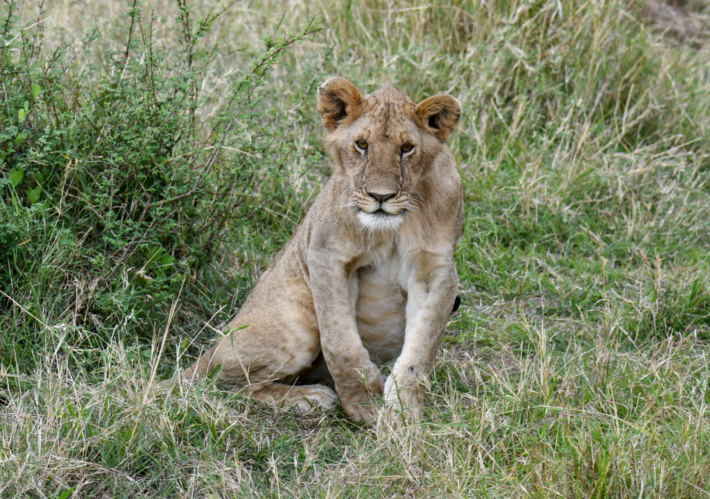 1. Small lion cubs have spots on their legs and underbellies