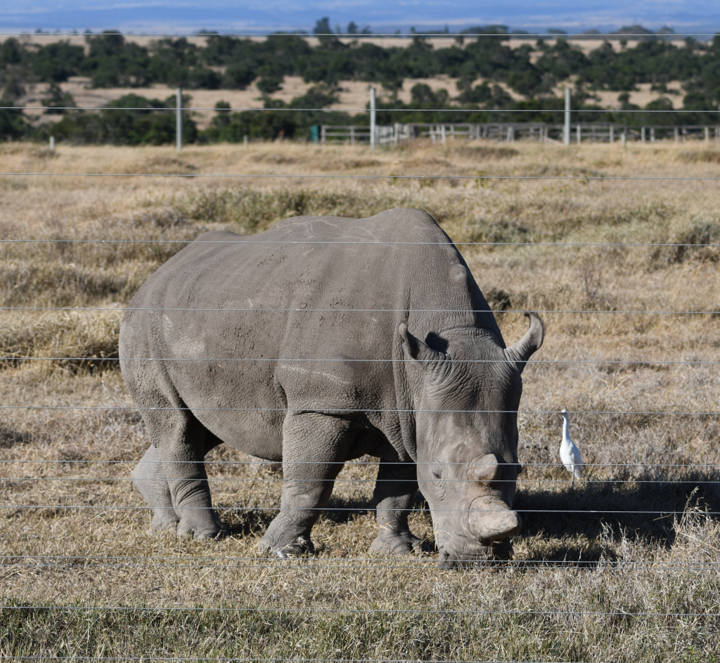 1. The world's last two remaining northern white rhinos, both female, are protected at Ol Pejeta