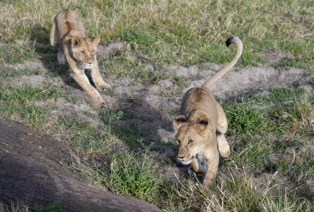 2. Playful lion cubs having a chase on a beautiful, sunny morning