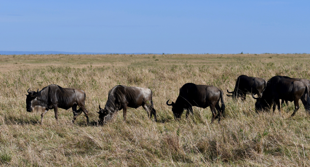 6. Maasai Mara is the famed location of the annual wildebeest migration
