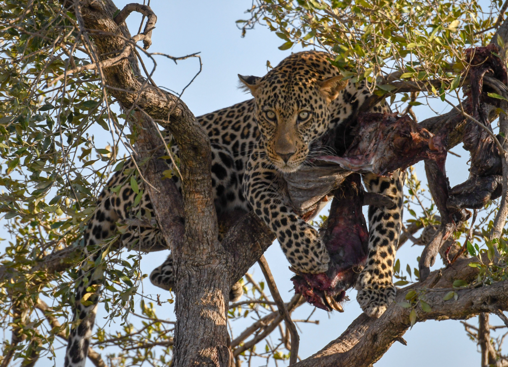7. High up in a tree, an elusive leopard guards his fresh kill